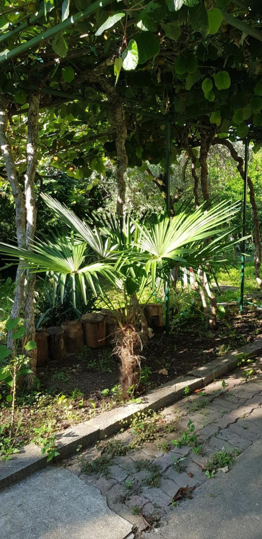 Vila Teodora Dojran Exterior photo
